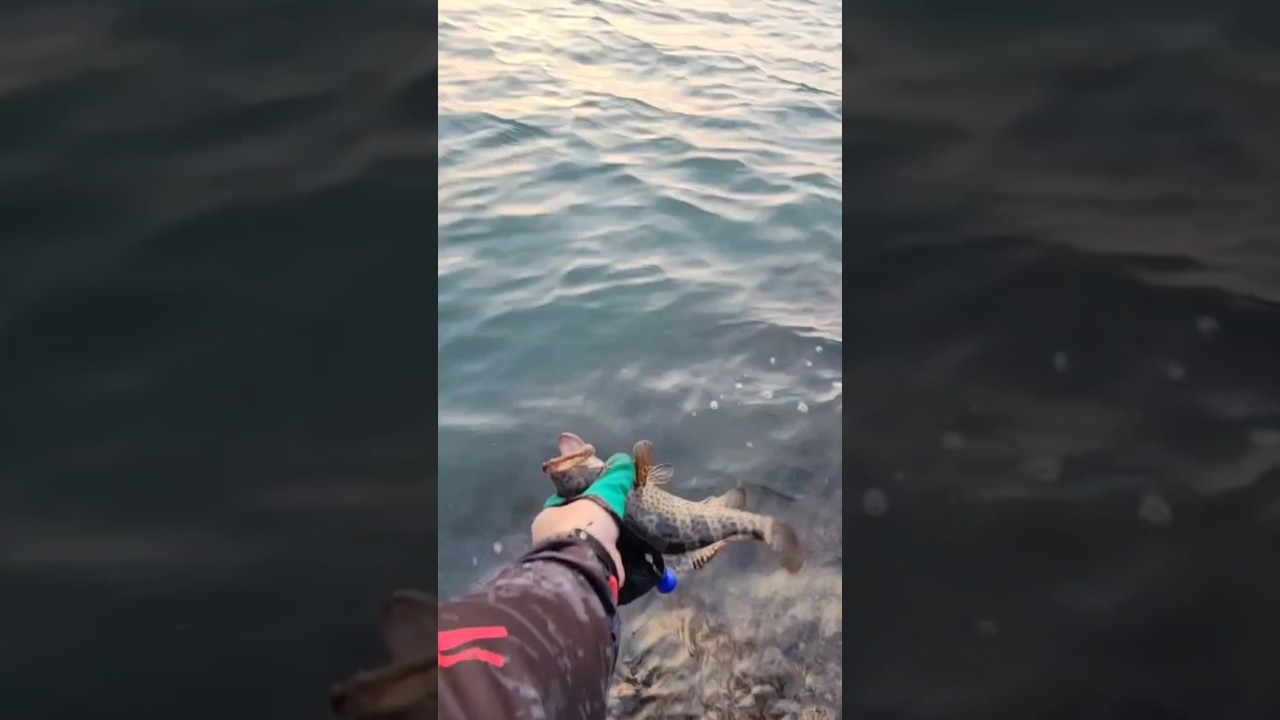 #rmsundayfishing #trendingfishingvideo #viralfishingvideo #grouper #youtube #shorts #catchandrelaese