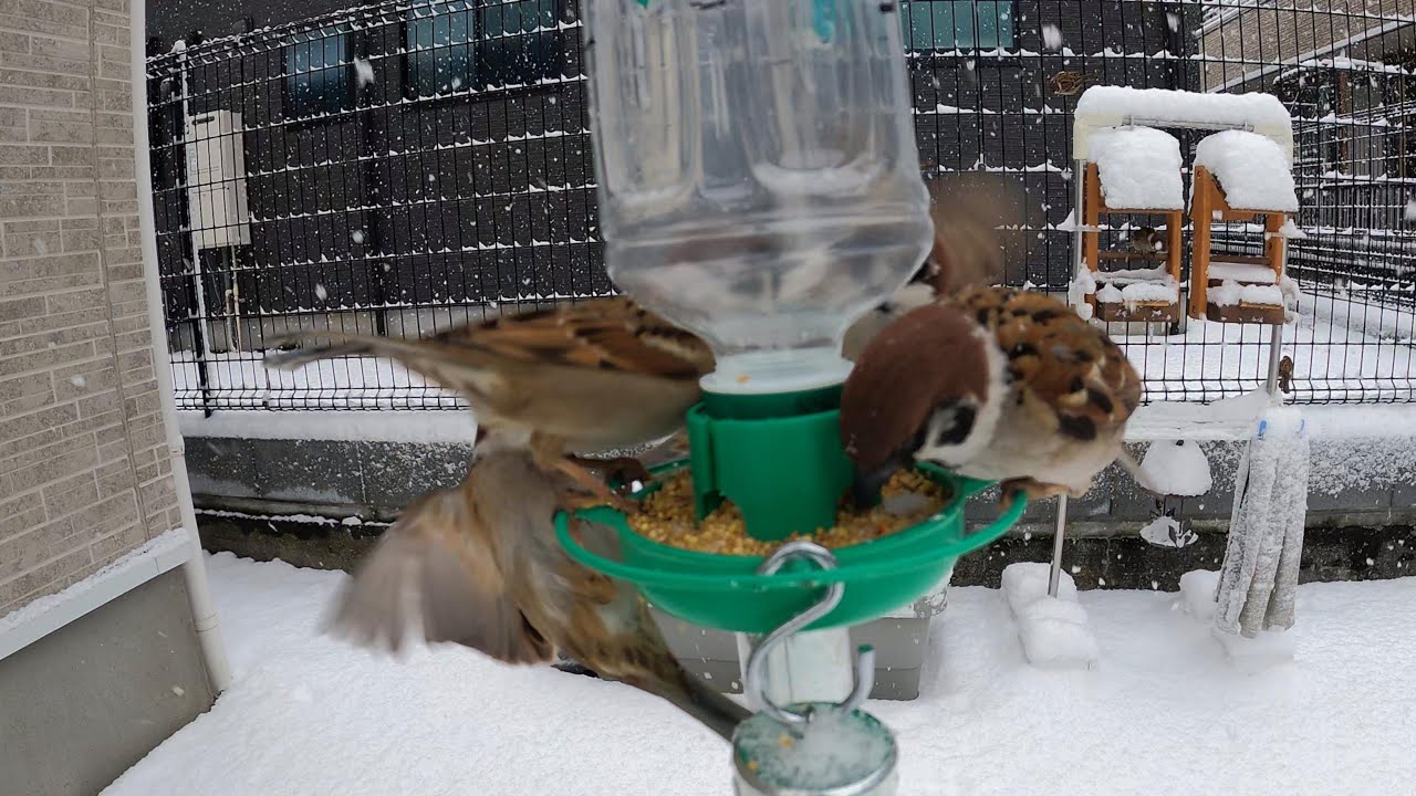2026/02/08 Sparrow's lunch