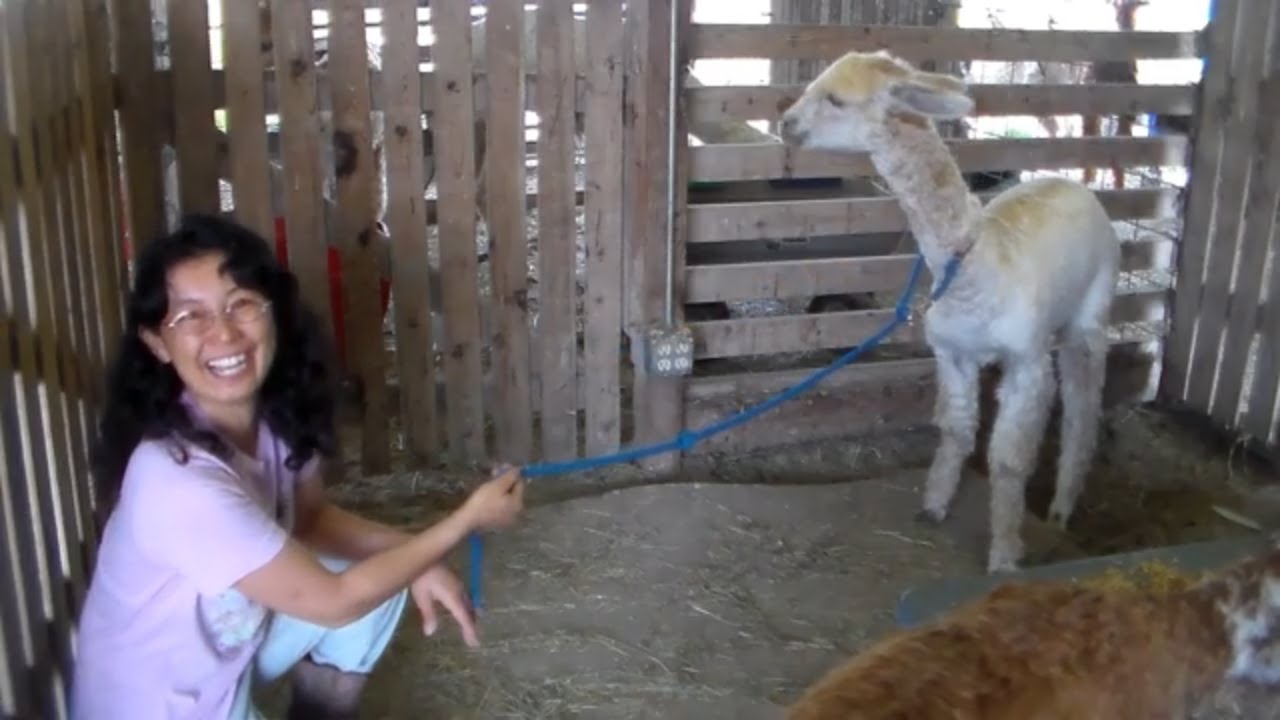 How to Train an Alpaca that Hasn't Been Handled Step 1