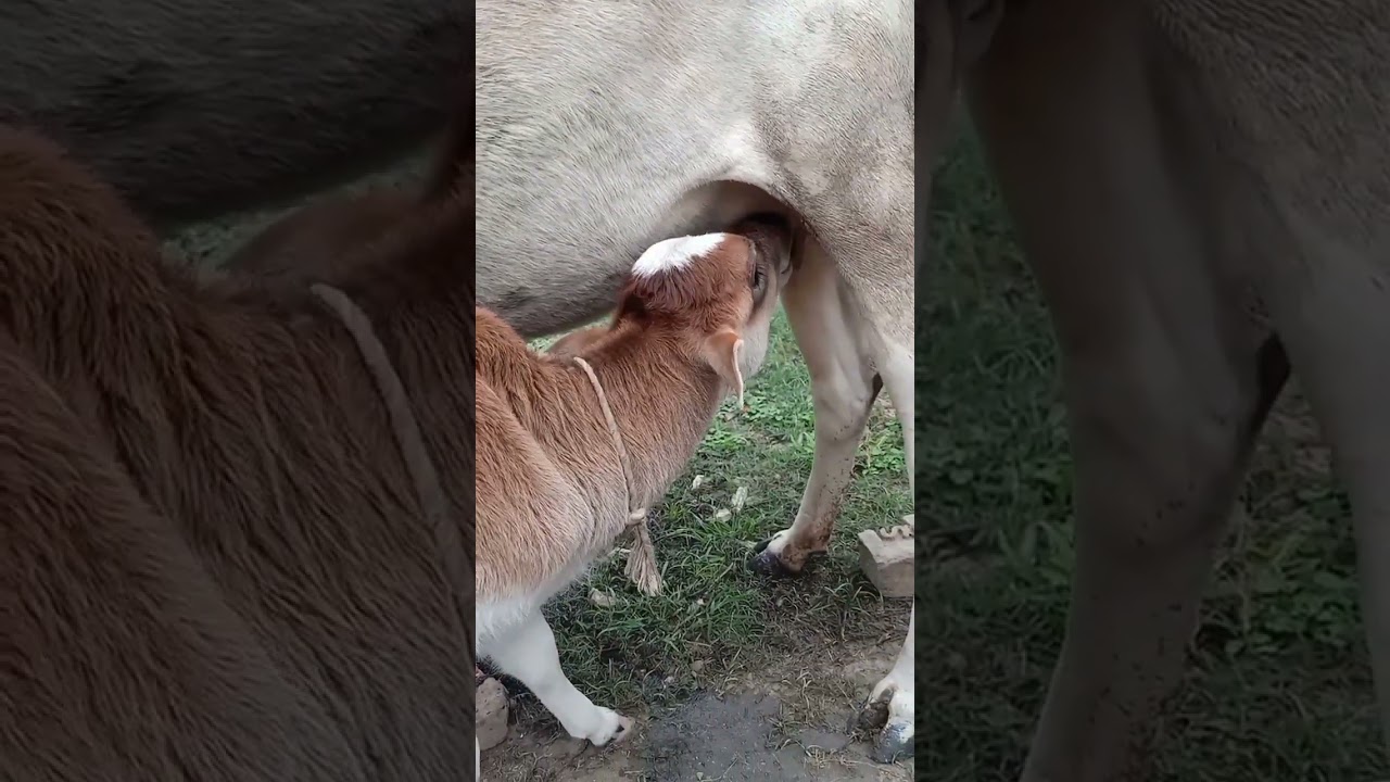 Cute cow calf drinking milk 🍼