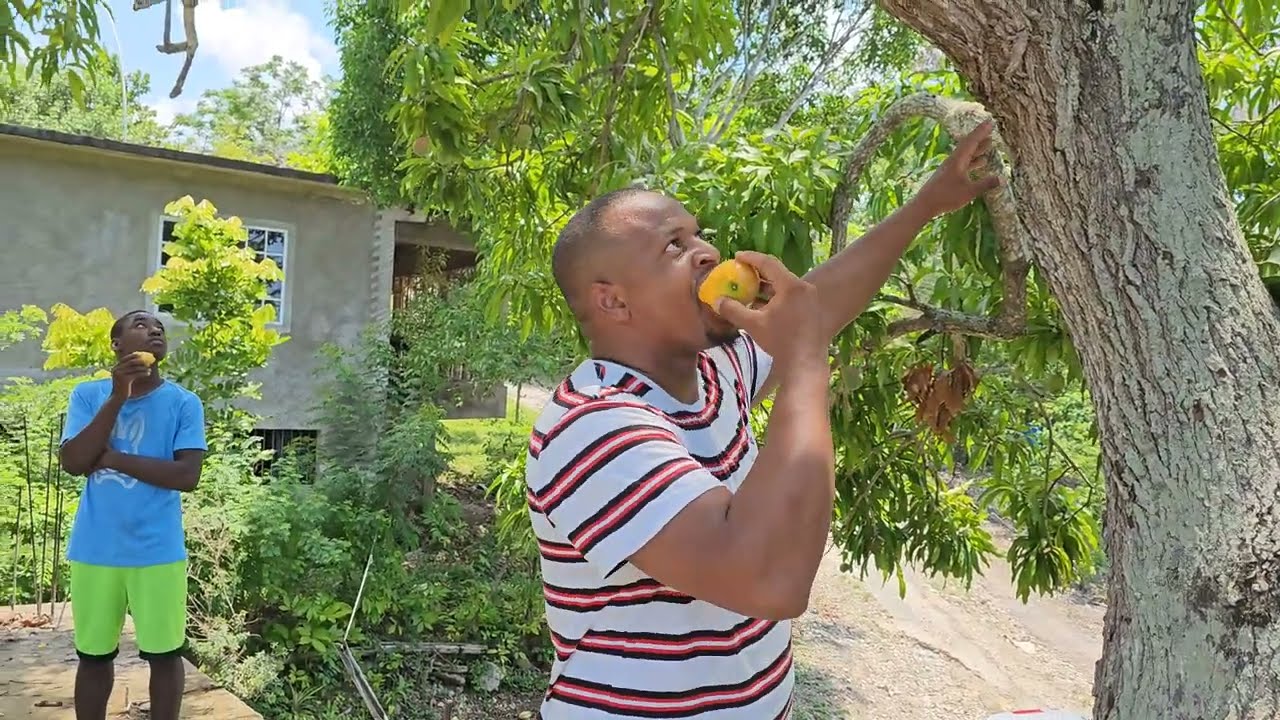 Mango tree - mango season