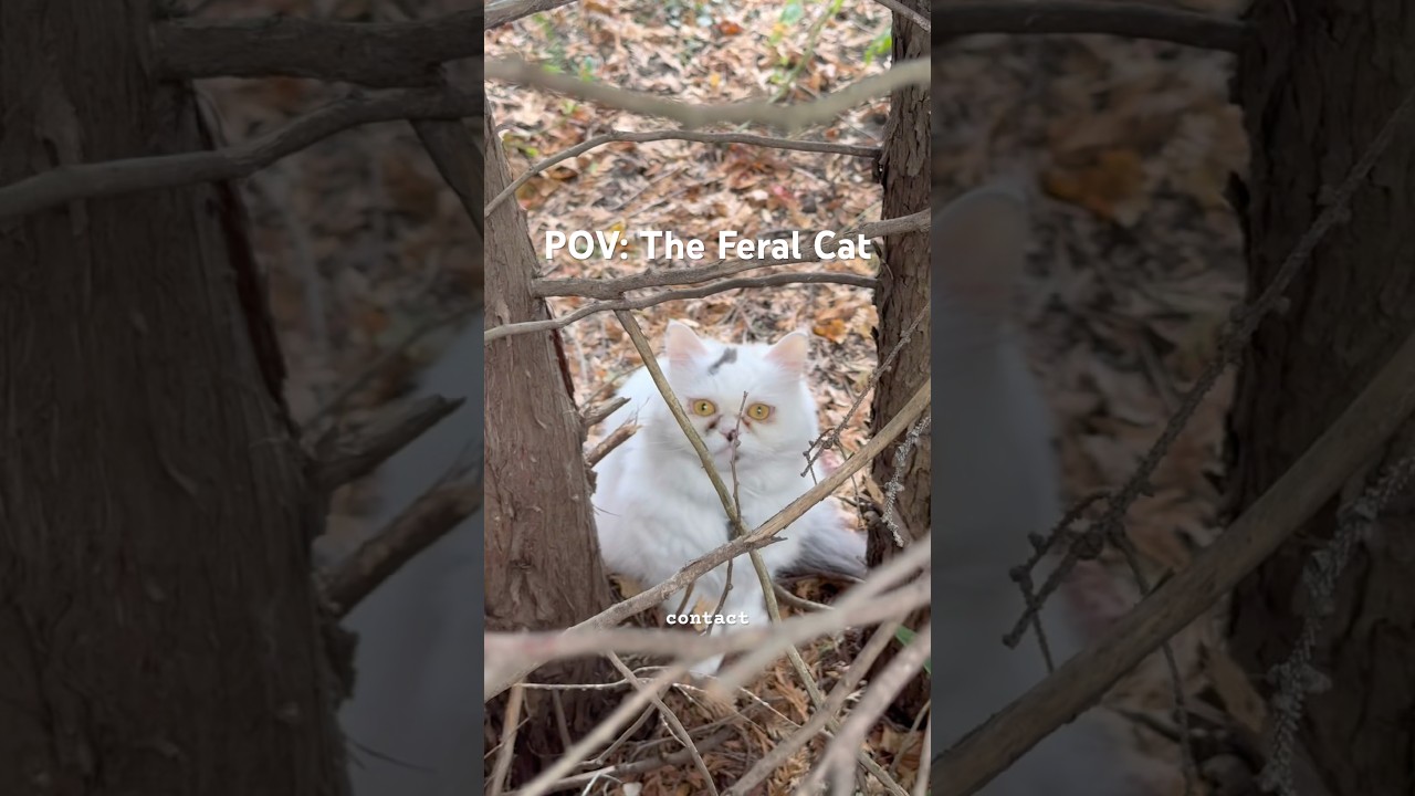 POV: The Feral Cat Next Door 👀 🐈&zwj;⬛