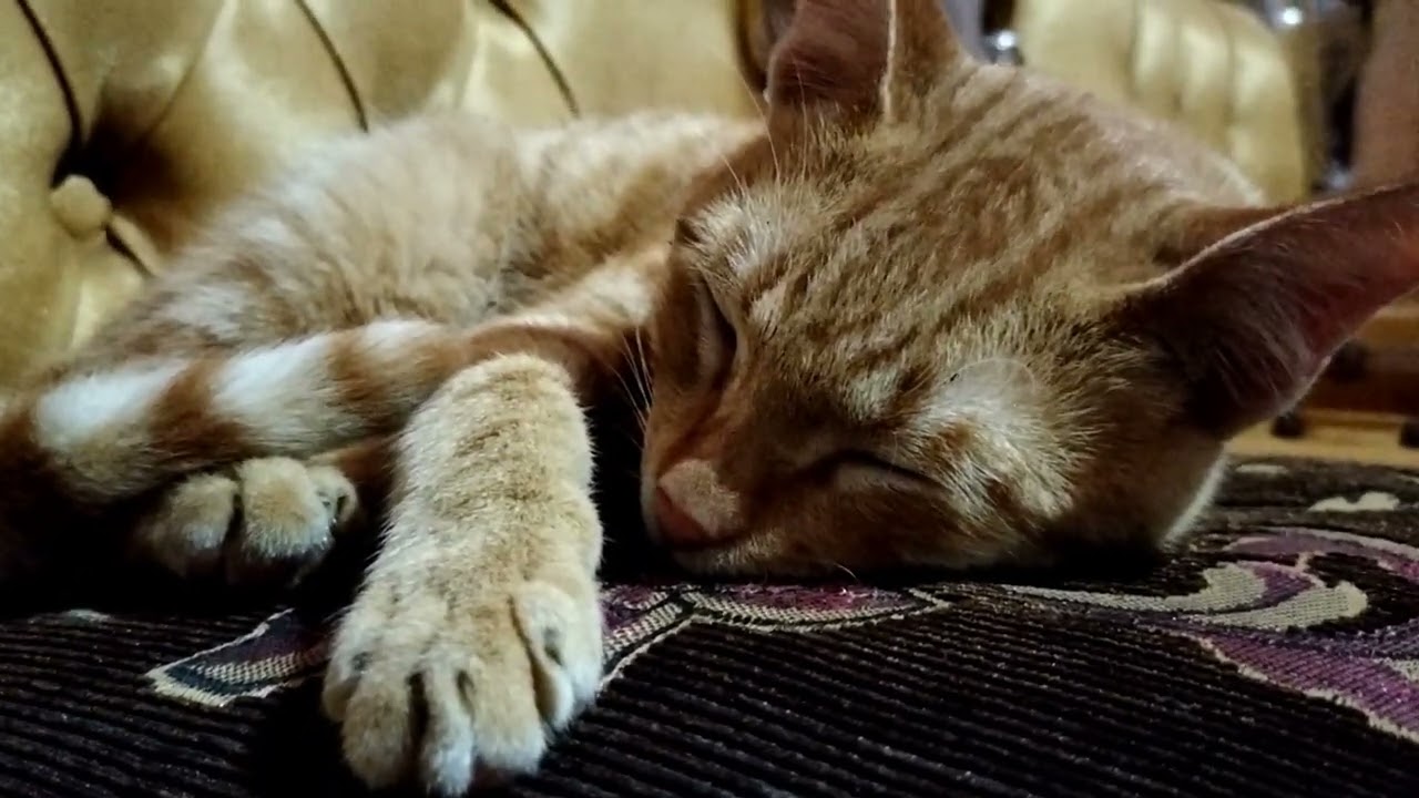 baby cat ruuna sleeping. #catlove #cat #cutecat