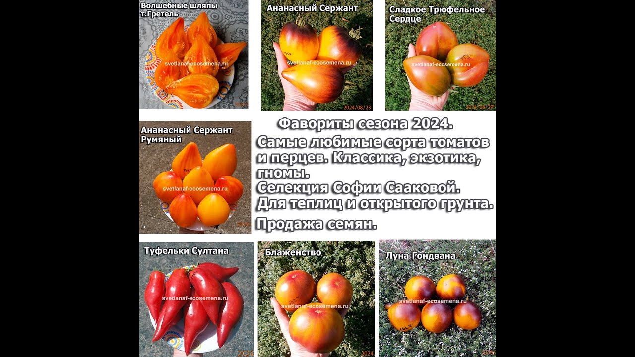 Фавориты сезона 2024. Томаты и перцы.