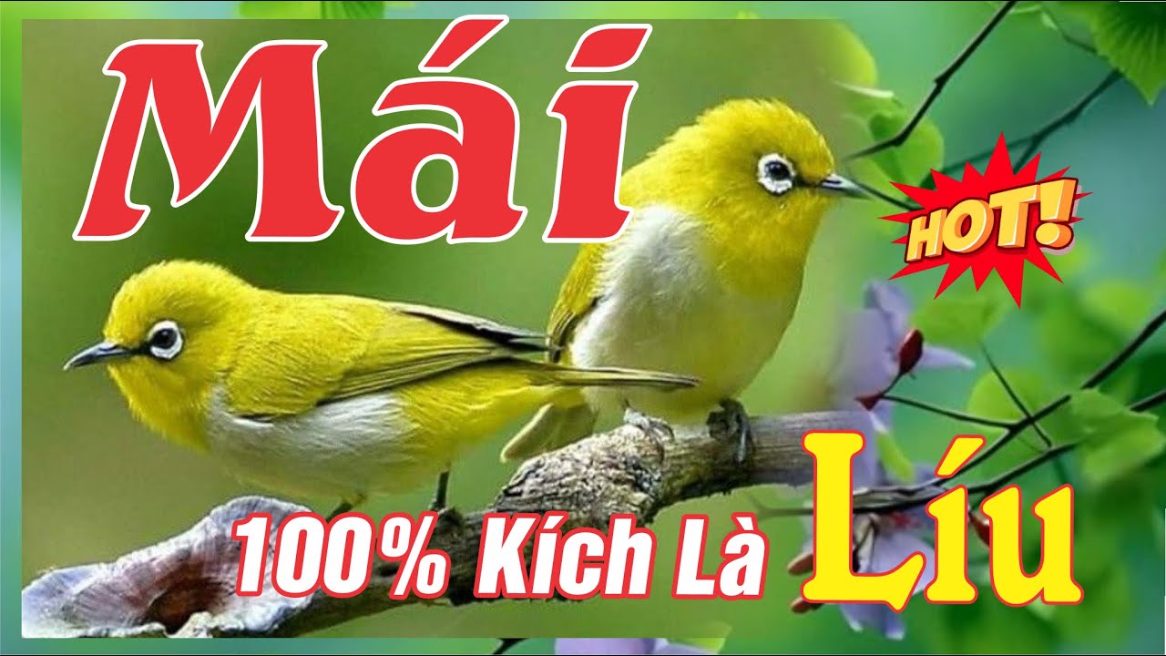 Khuyên Mái Kích Trống Nhanh Căng Lửa - Cách Kích Mộc Sổ Giọng Líu Căng - Kích Là Líu