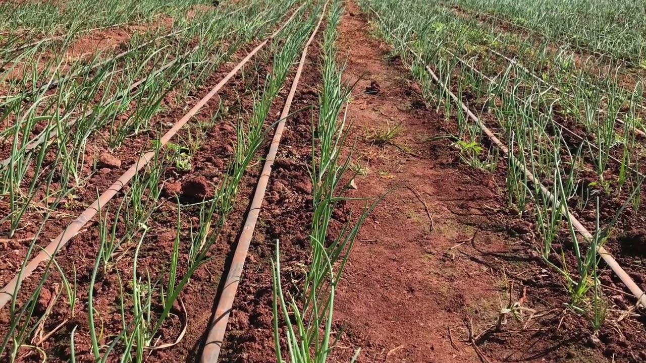 Rural living - Which Onion Variety is labeled “The Game Changer” in Zimbabwe ? Onions Update!!!!