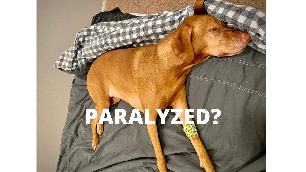 Freak Accident - Is My Vizsla Paralyzed? | Video 133