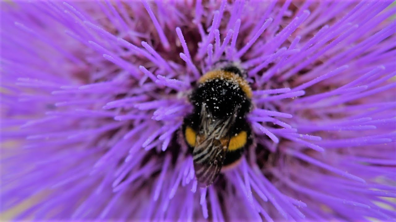 Best plants for bees and pollinating insects in all seasons #worldbeeday #plants #garden #planet