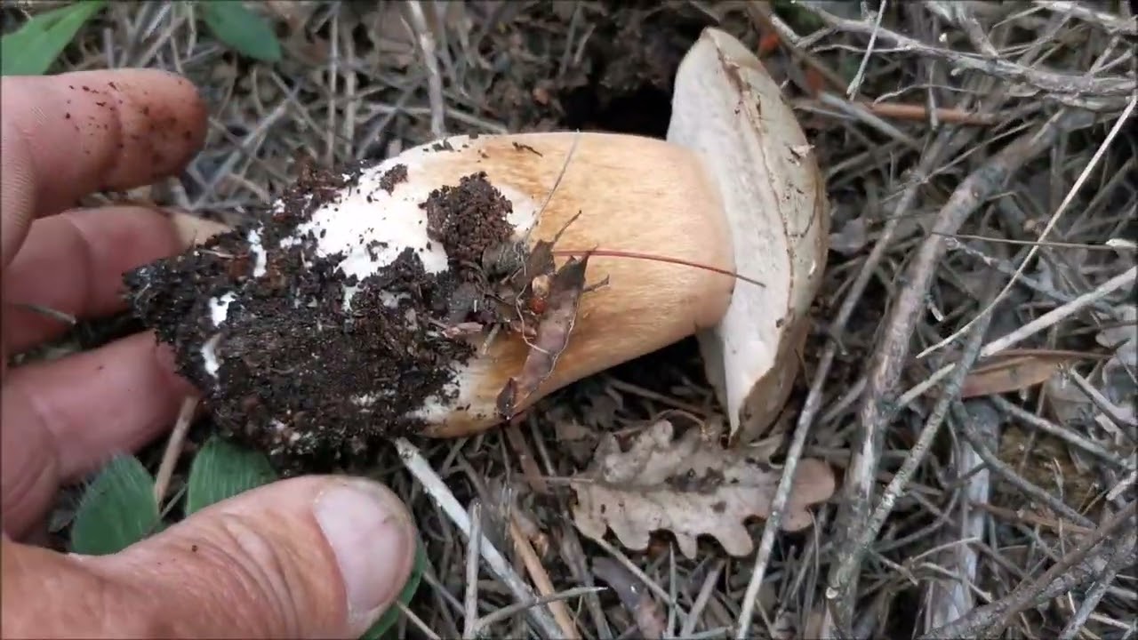 FUNGHI PORCINI 2022...aereus di settembre...i primi e gli ultimi