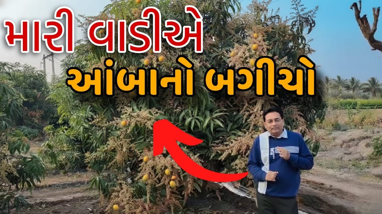 મારી વાડીની મુલાકાત | આંબાનો બગીચો | ખેતી માં માવજત |