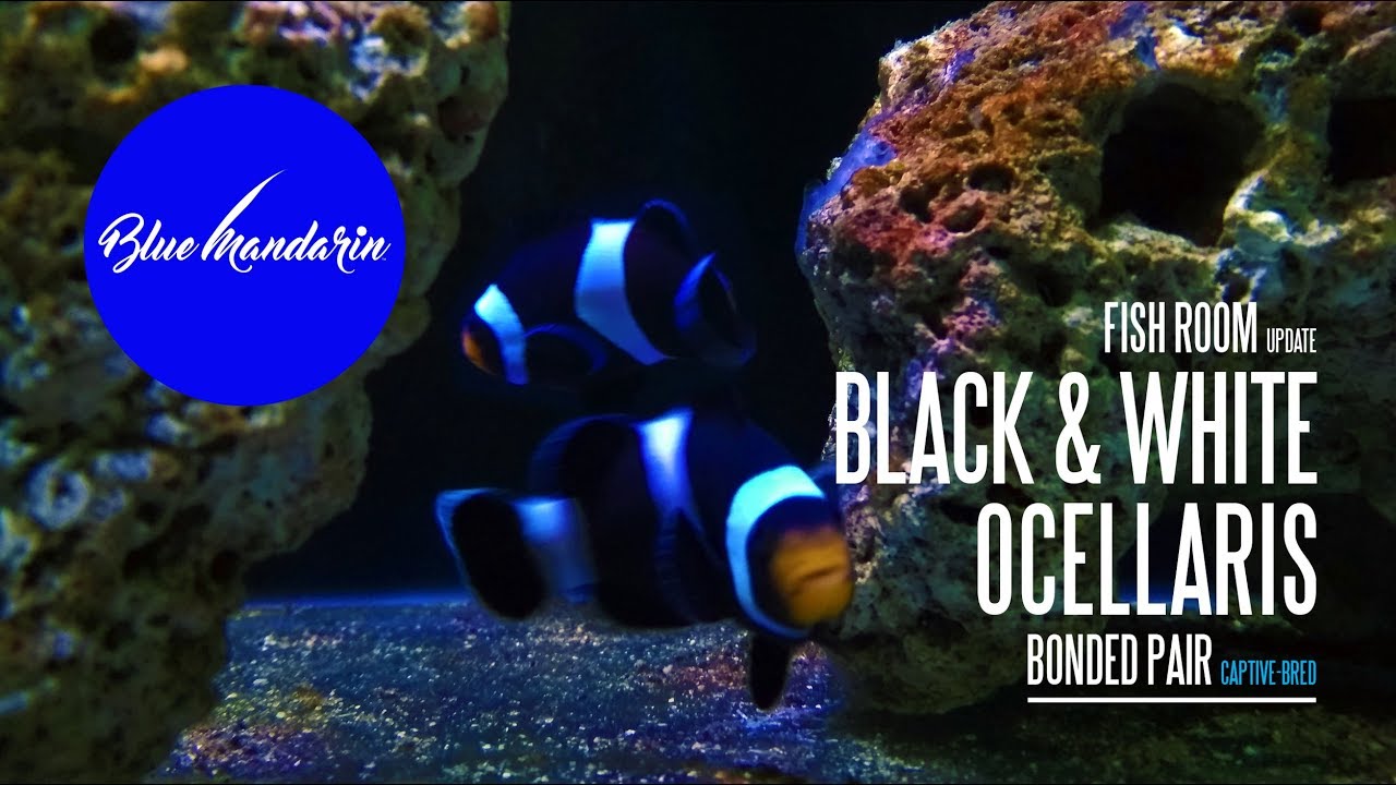 Fish Room Update - Black and White Ocellaris Clownfish | Bonded Pair