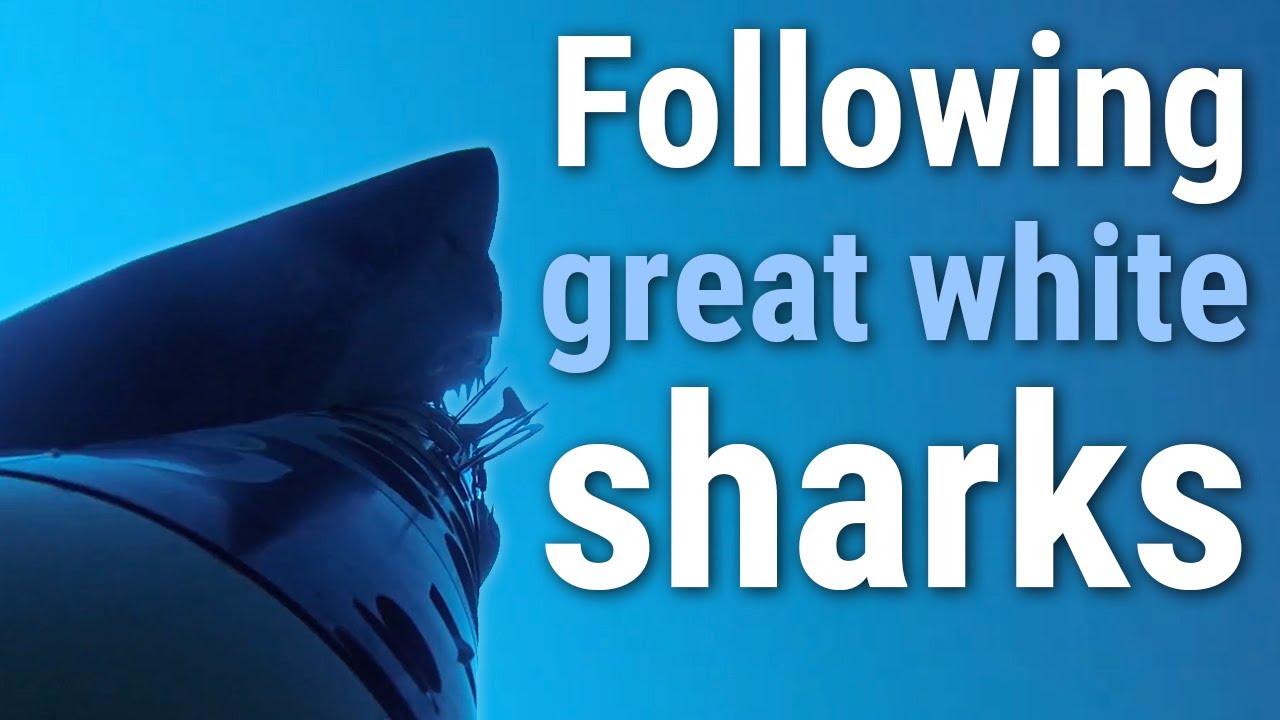 Return of SharkCam  Into the dark