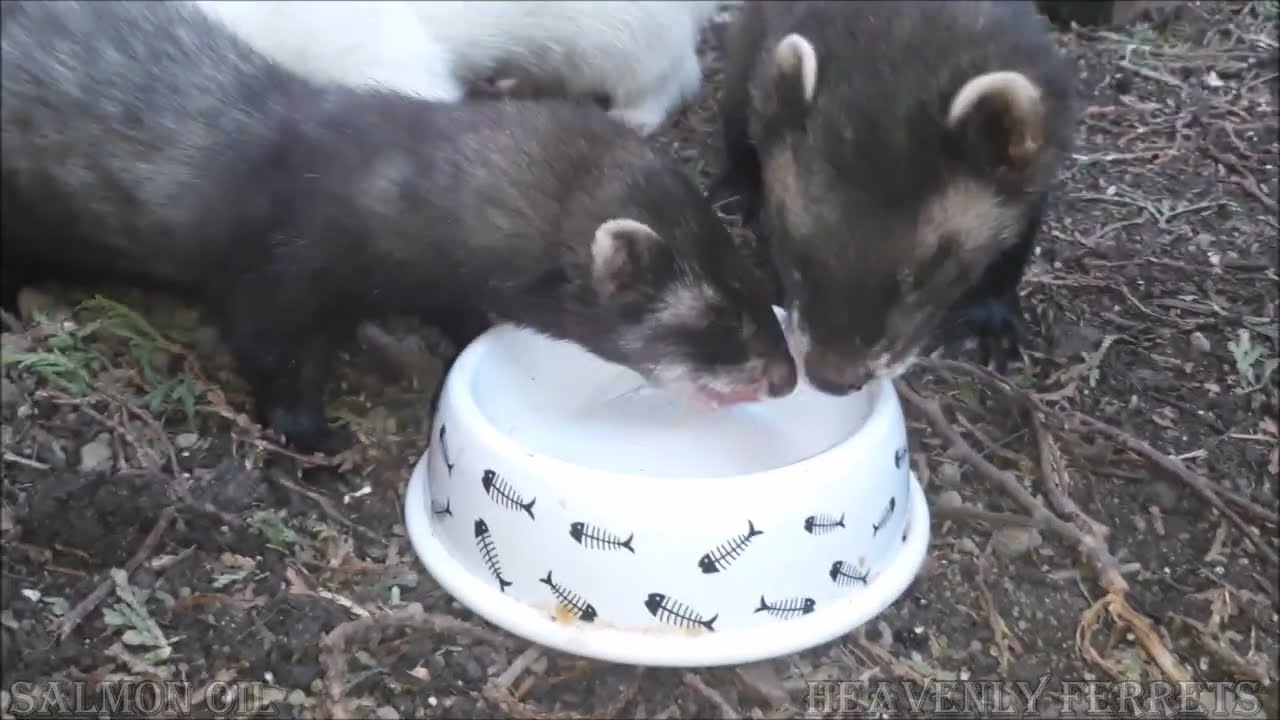 Ferrets ♥ Salmon oil love