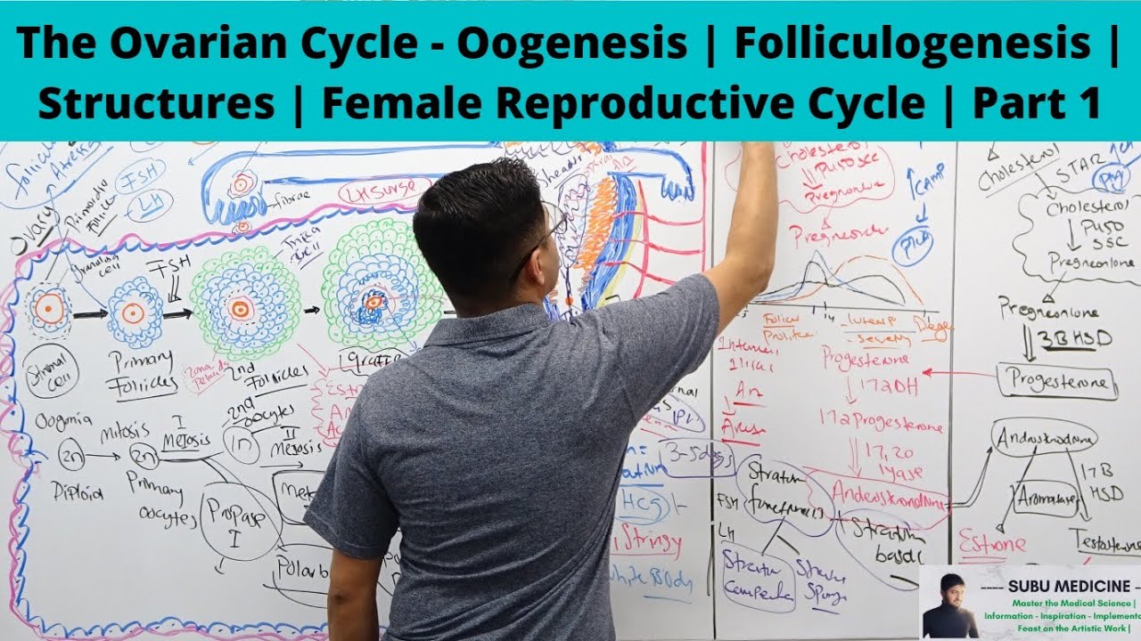 The Ovarian Cycle - Oogenesis | Folliculogenesis | Female Reproductive | Part 1 | Subash Acharya