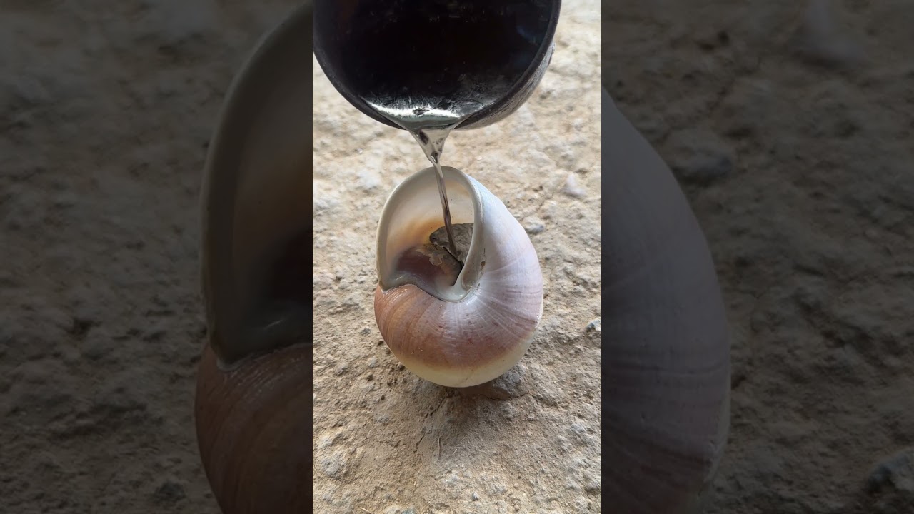Snail Shell Molten Aluminum Casting Art 