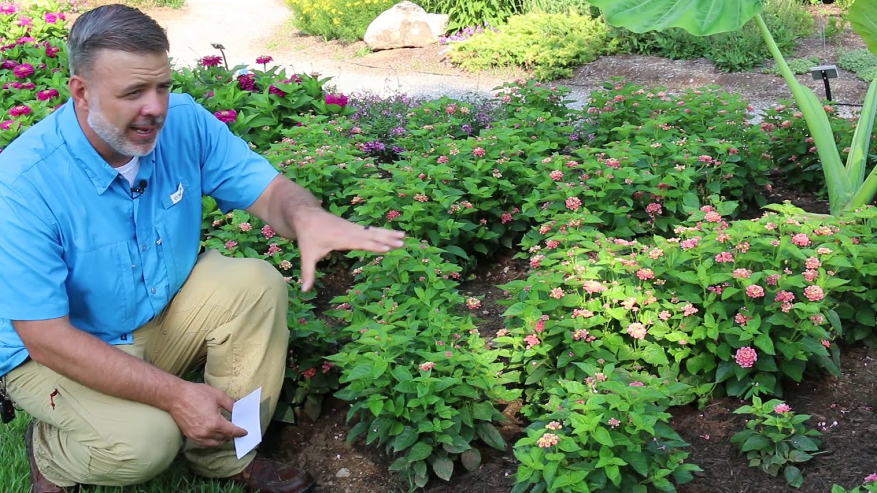 Лантана (Lantana camara) — определение растений