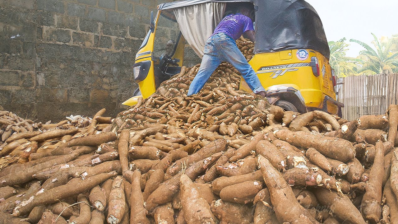How Tons of Fresh Cassava are Harvested and Processed in Nigeria