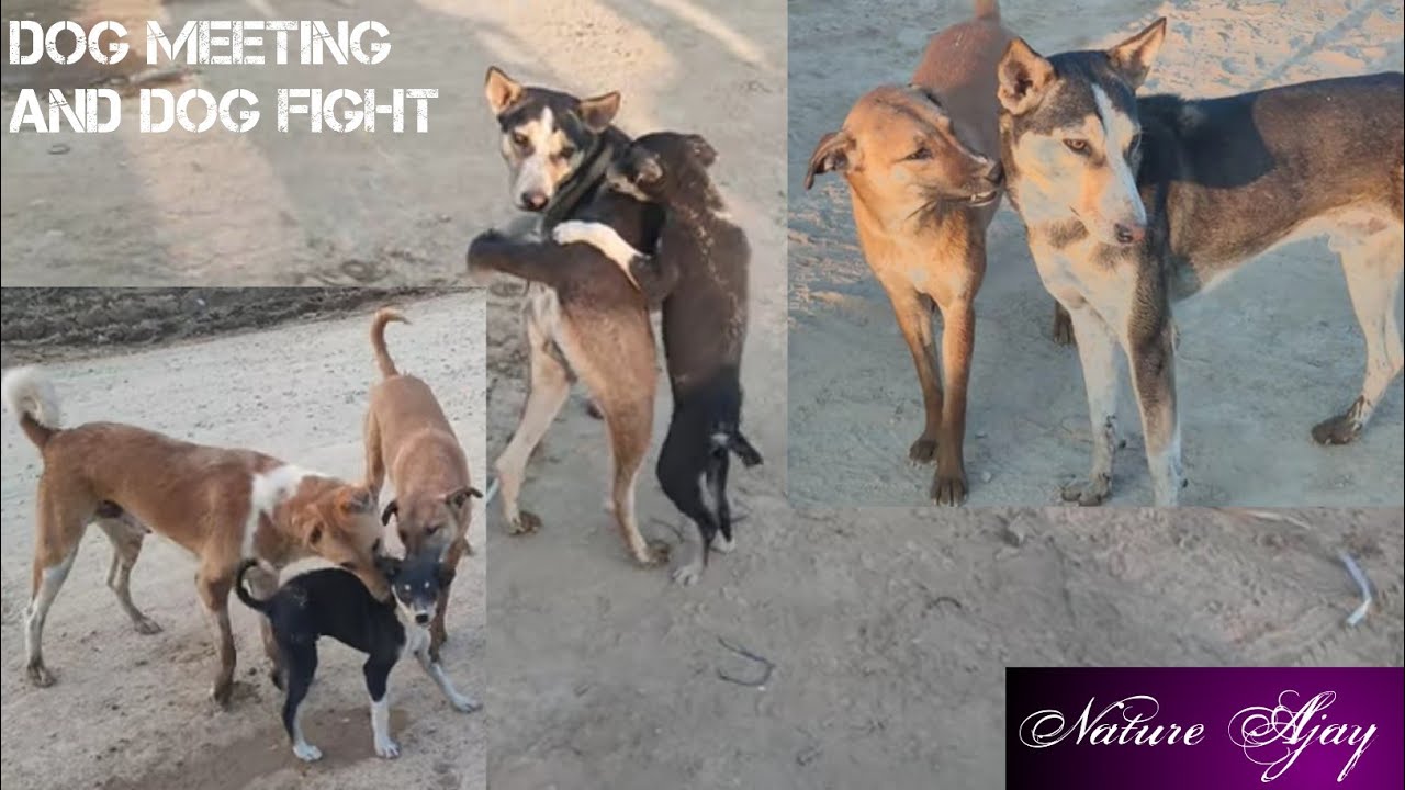 dog mating, dog fight, naughty dog, animal mating, nature, natural, animal, birds voice|Nature Ajay 
