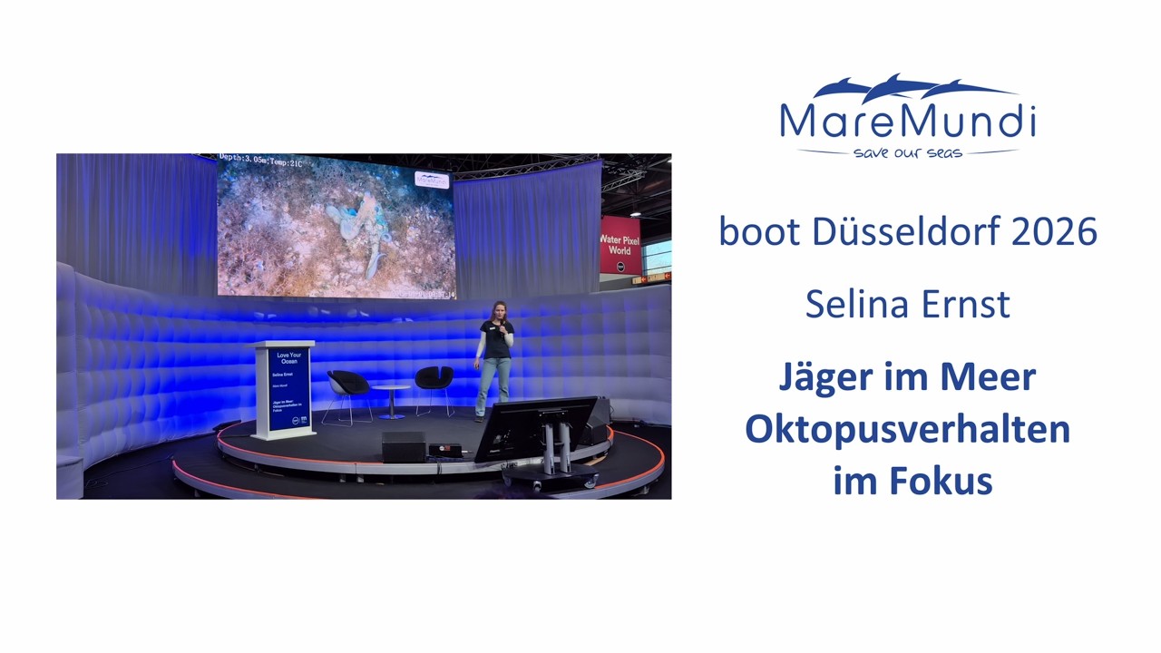 Jäger im Meer: Oktopusverhalten im Fokus