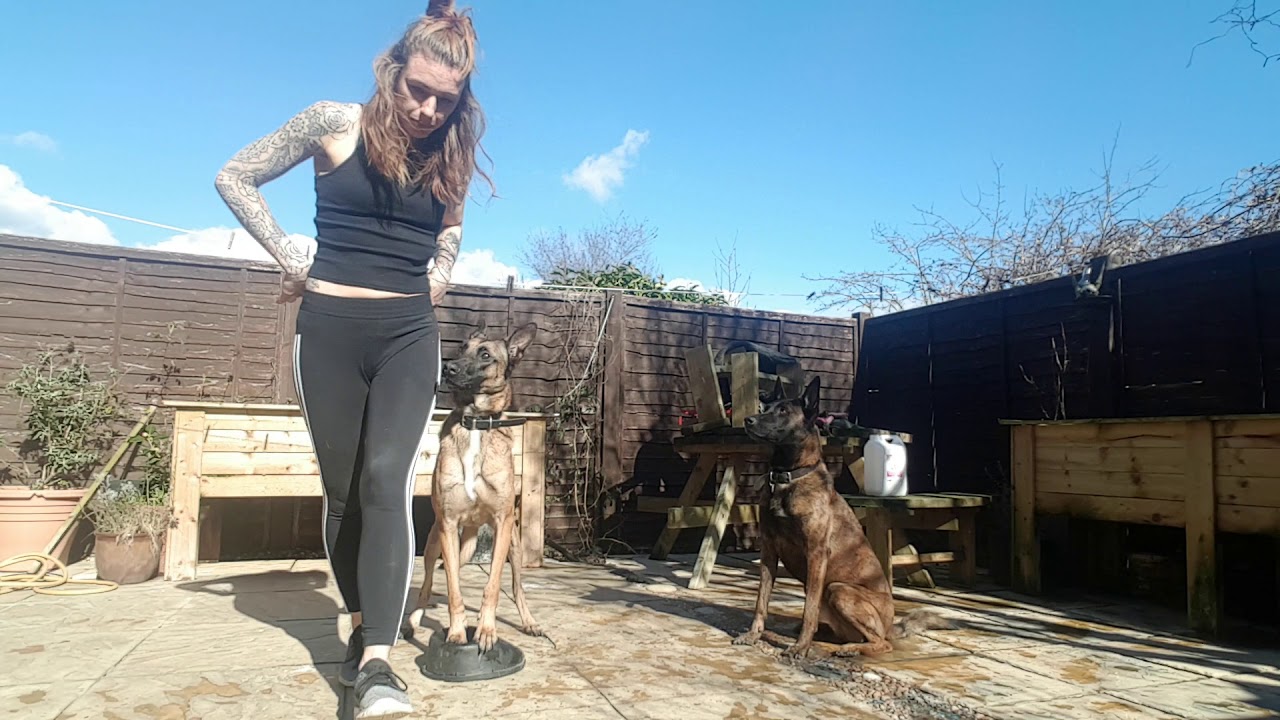 Working on rear end awareness with Henry and Elsa my Dutchie and Mali