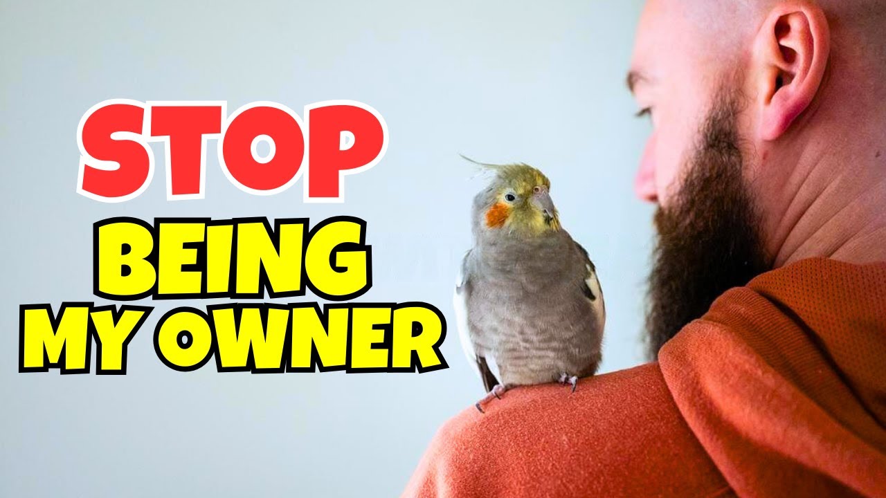 10 Signs your Cockatiel Doesn’t Want you to be its Owner Anymore