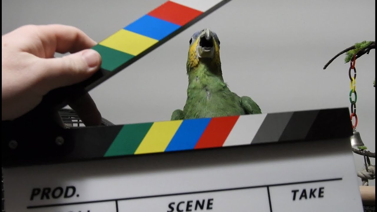 Gabby Orange Winged Amazon Parrot begging for subscribers extra footage
