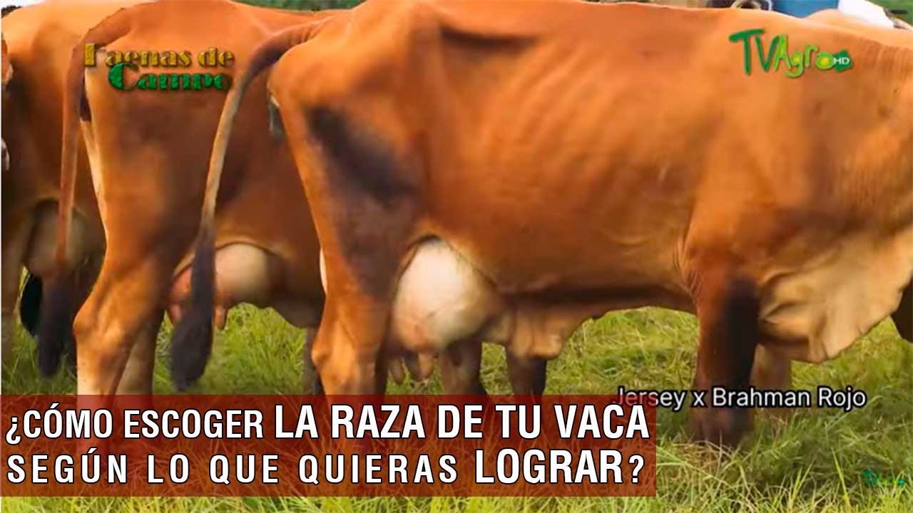 Cómo escoger la raza de tu vaca según lo que quieras lograr- TvAgro por Juan Gonzalo Angel Restrepo