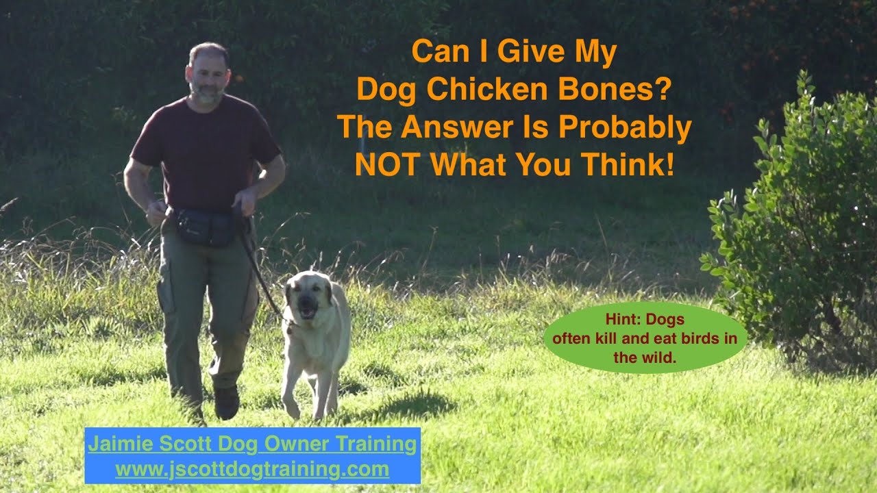 Can I Give My Dog Chicken Bones?