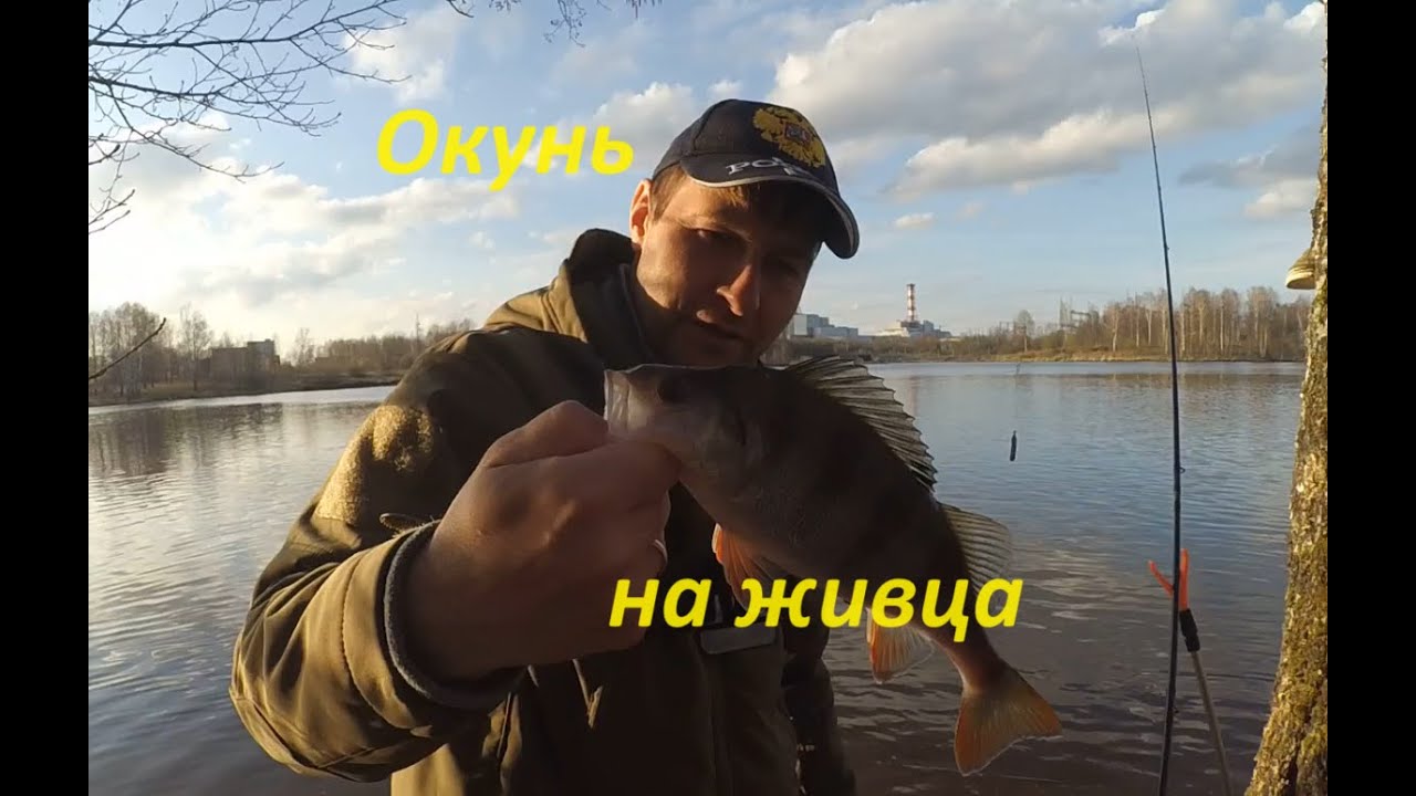 Ловля окуня на живца донкой на  Десногорском водохранилище.