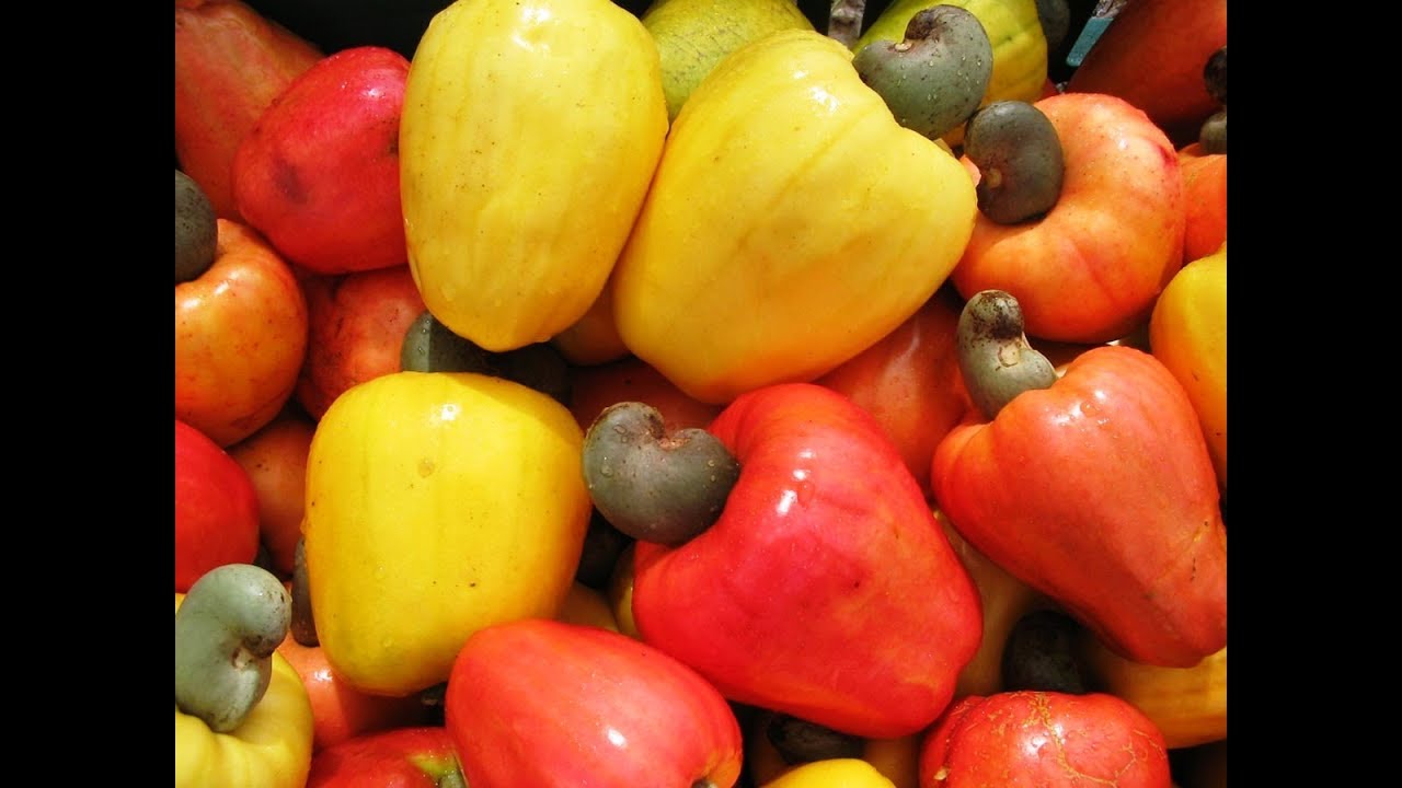 Caj&uacute; an&atilde;o precoce