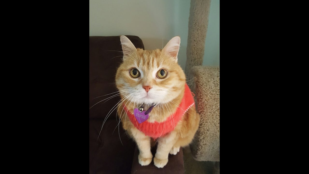 My cat acts silly when we come back from vacation