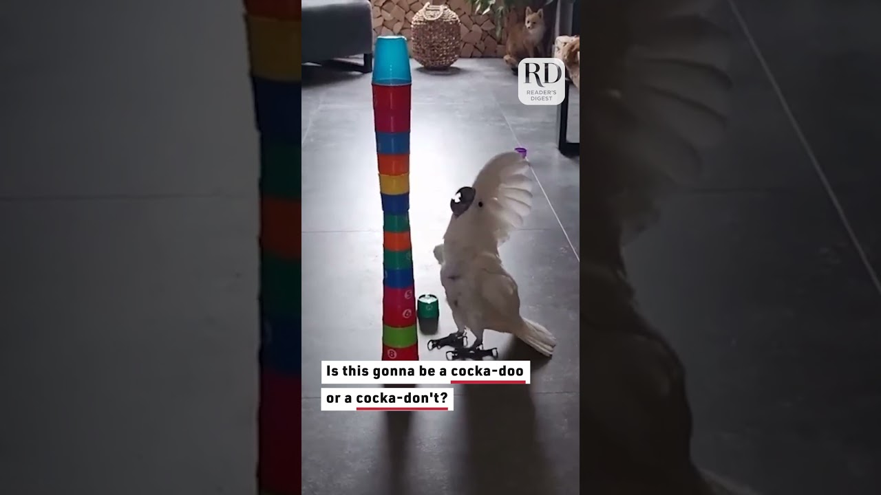 Annoyed Cockatoo Bird Destroys Tower of Colorful Cups