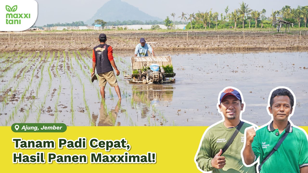 Tanam Padi Cepat, Hasil Panen Maxximal!