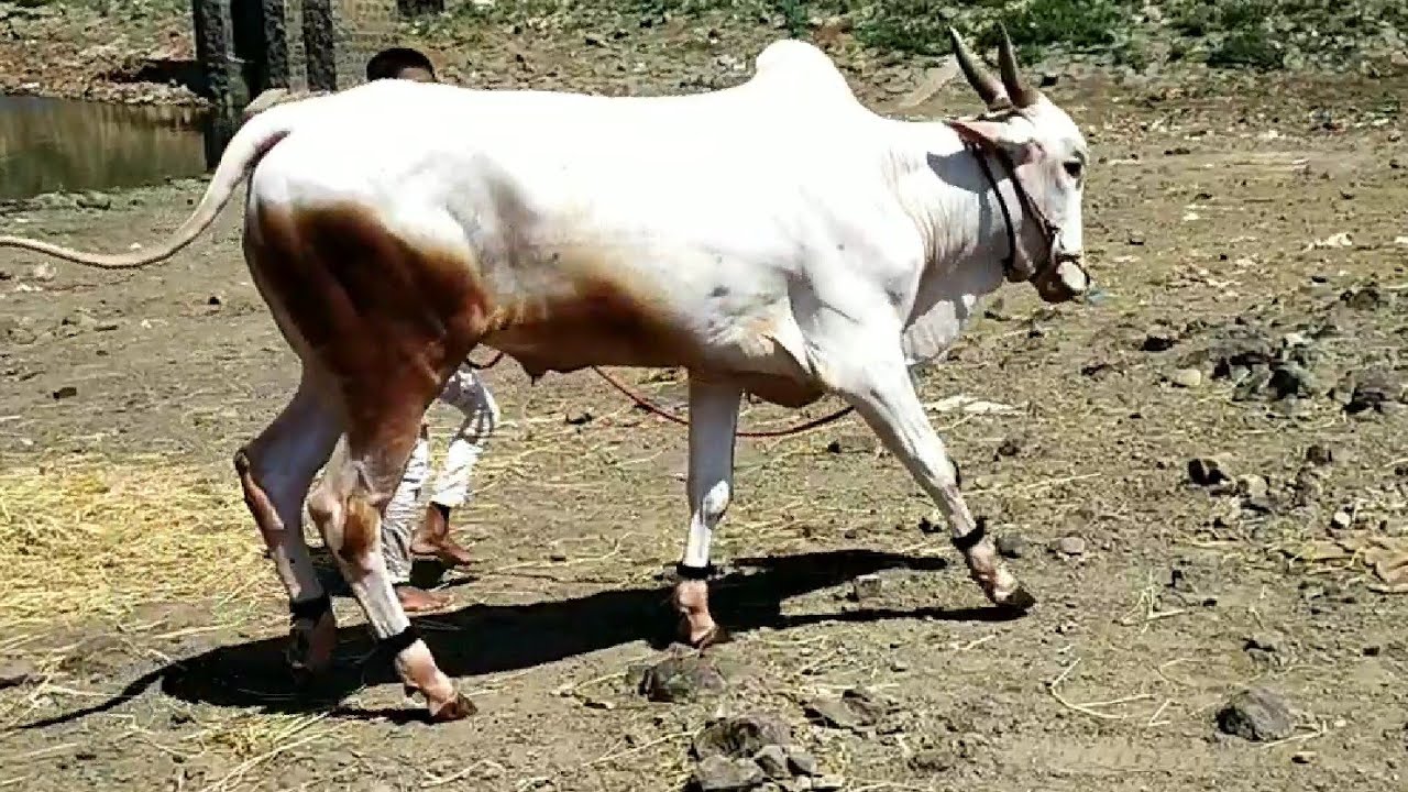|| Beautiful khillari Bull Farmer of Hatti Village ||