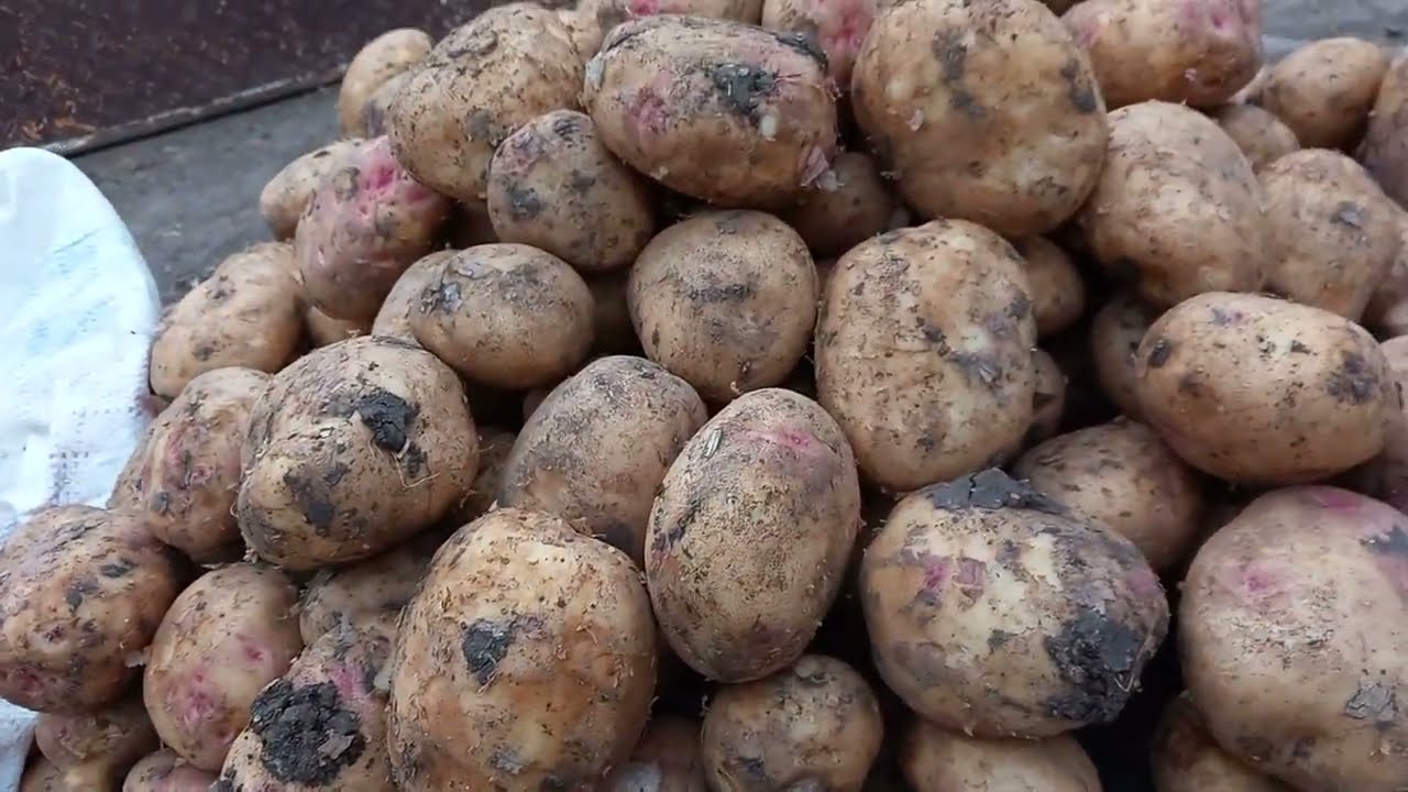 الجو اوروبى والاسعار خيال كل حاجه رخيصه فى سوق الجمله