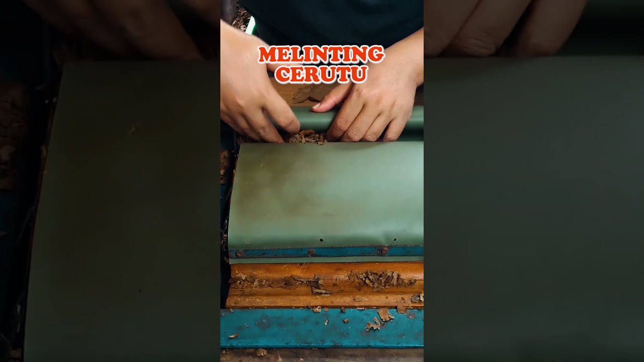 Cara Traditional Melinting  Cerutu Temanggung - Tembakau Srintil Terbaik #shorts #tembakau #cerutu