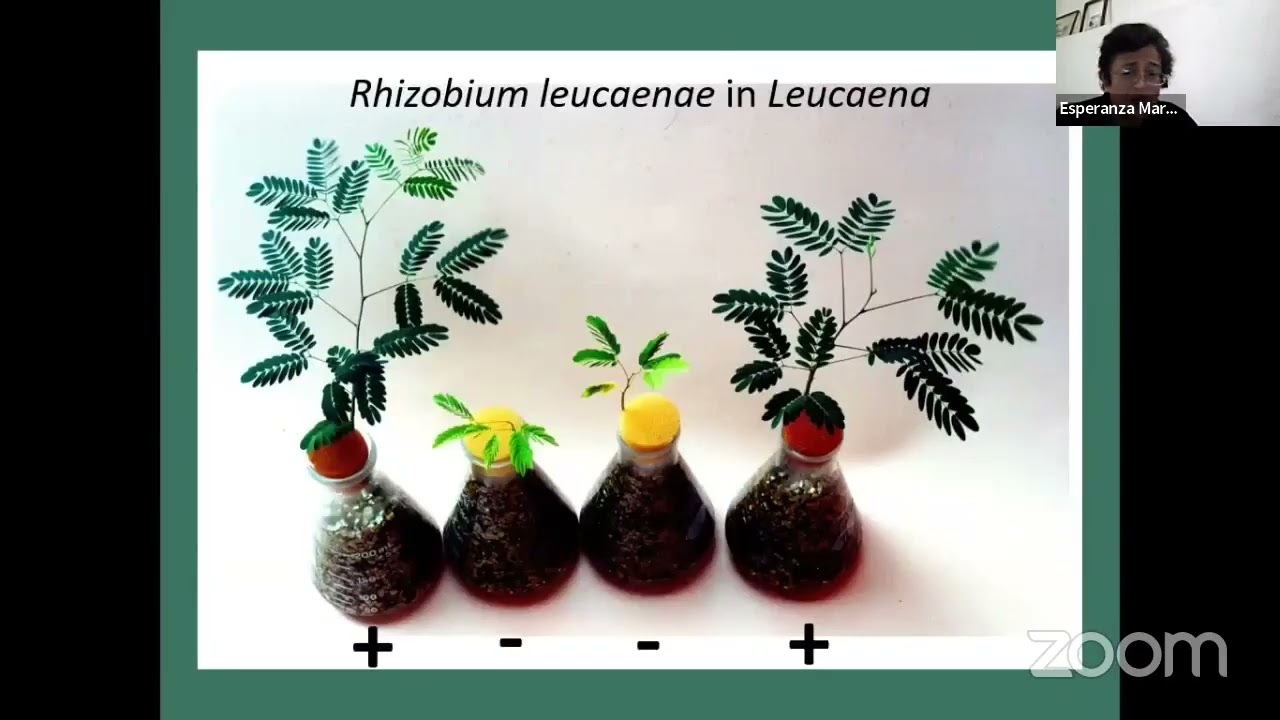 Bacterias que promueven el crecimiento de las plantas. Dra. Esperanza Martínez Romero.