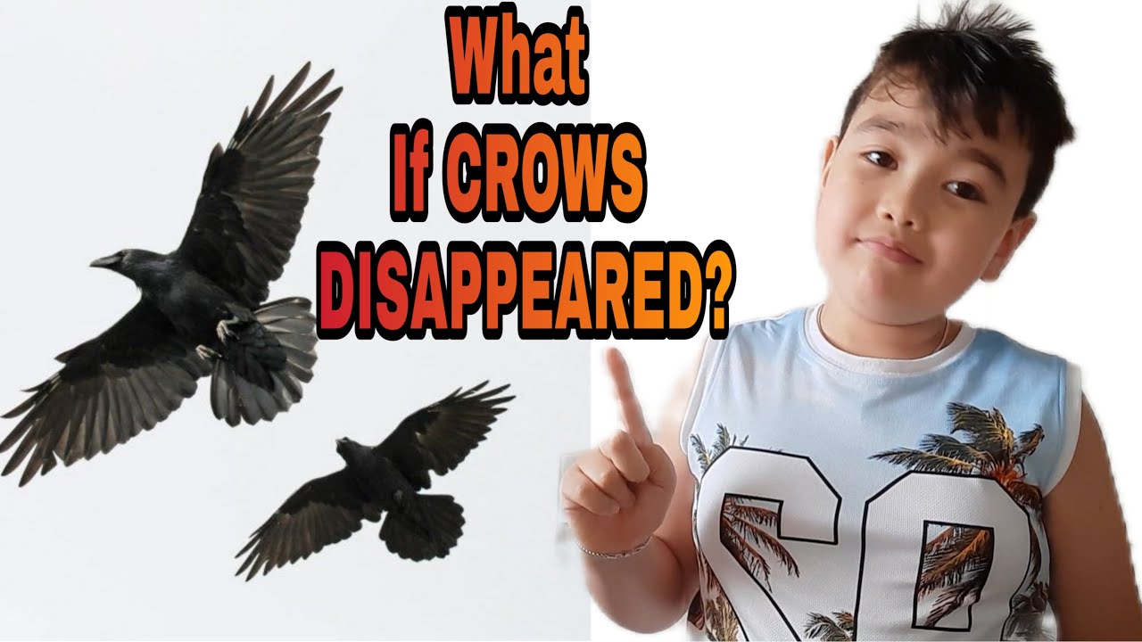 WHAT IF CROWS DISAPPEARED?|Froilan's World