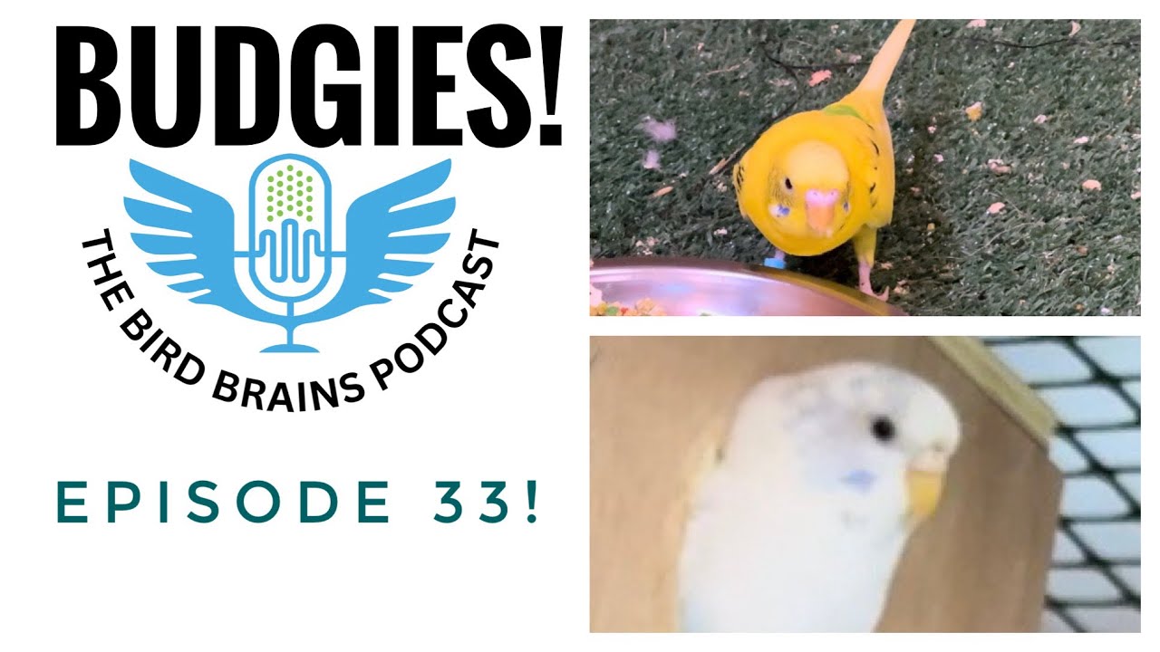 How to Keep Budgies! The Bird Brains Podcast EP 33!