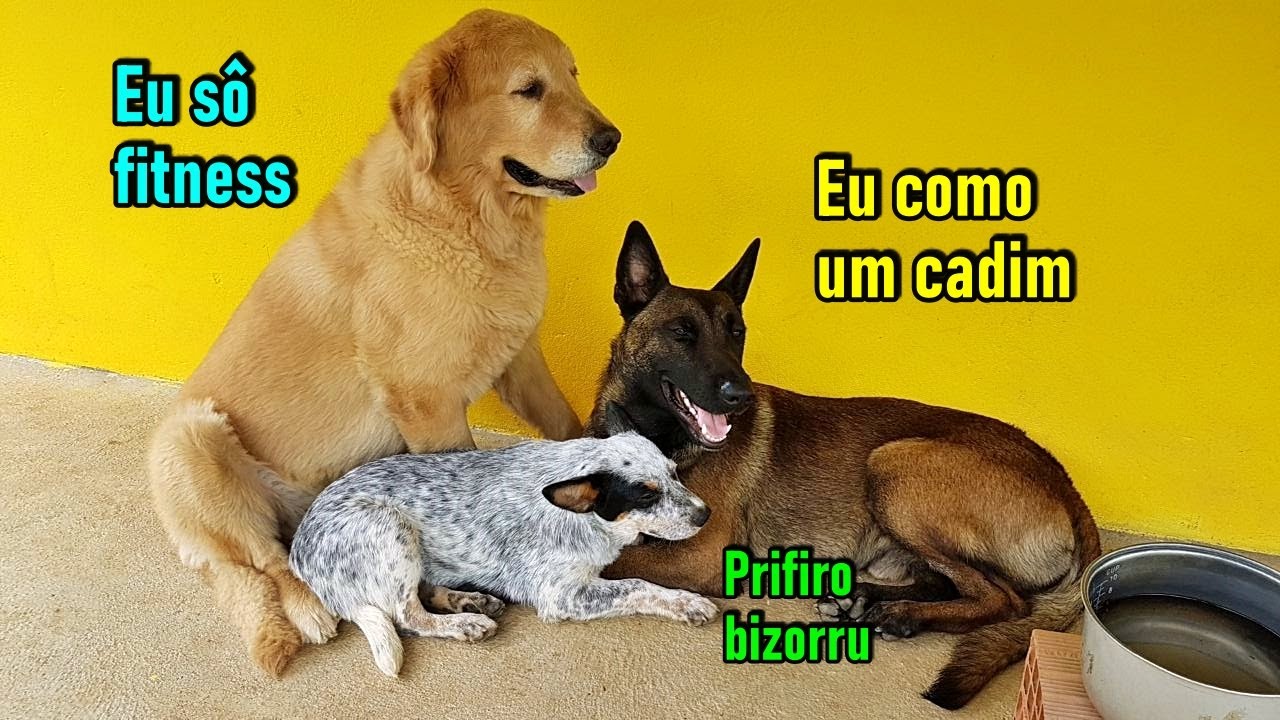 Quanto gasto por mês pra criar esses 3 cães - Criar um golden gasta muito?