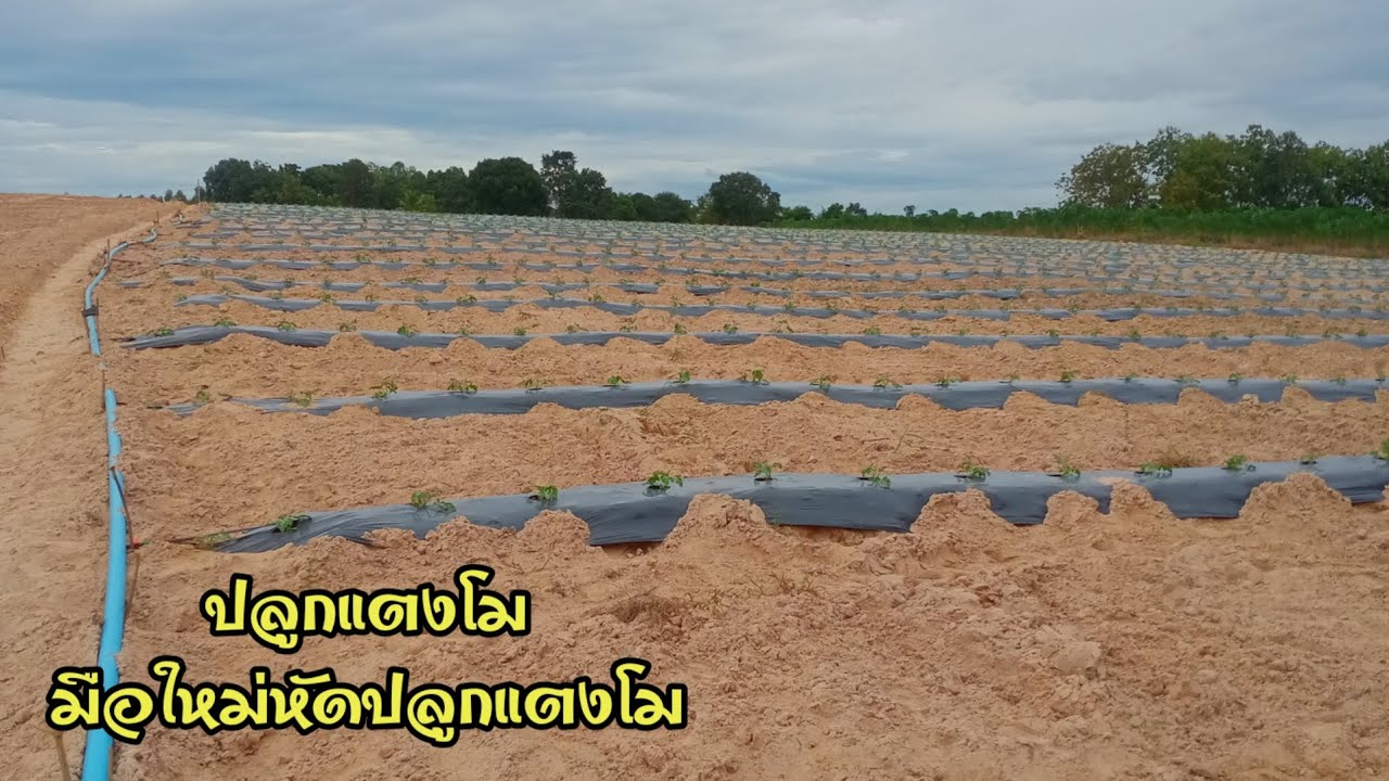 #ปลูกแตงโม #อยากปลูกแตงโม ขั้นตอนและวิธีการปลูกแตงโม⁉️ ฉบับมือใหม่⁉️