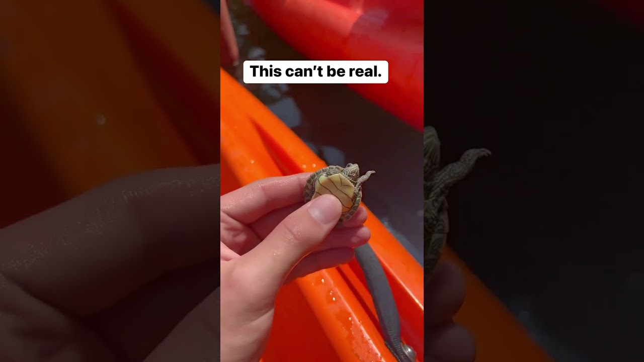 How in the world #herping #turtle #shorts