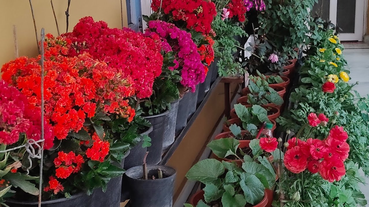 बहार आने को है🪷😊 #flowersblooming#flowers#trending video #viral video#flowergarden 