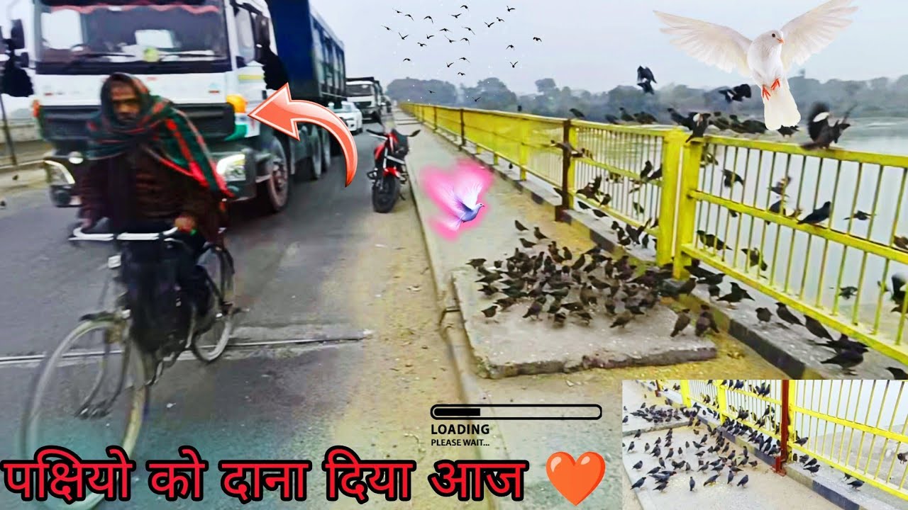 आज मैंने सभी पक्षियों को दाना दिया ❤ Tsn Rahul