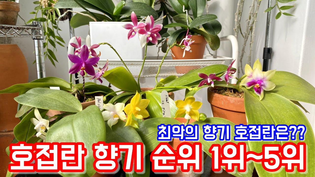 호접란 향기순위 1위~5위!! 최악의 향기 호접란은 누구??