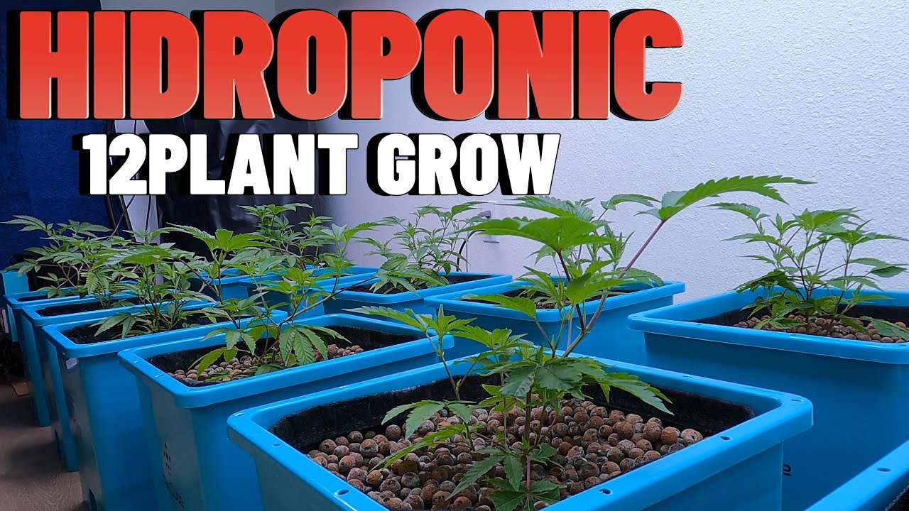 BEST HYDROPONIC SYSTEM FOR 12 PLANTS GROW
