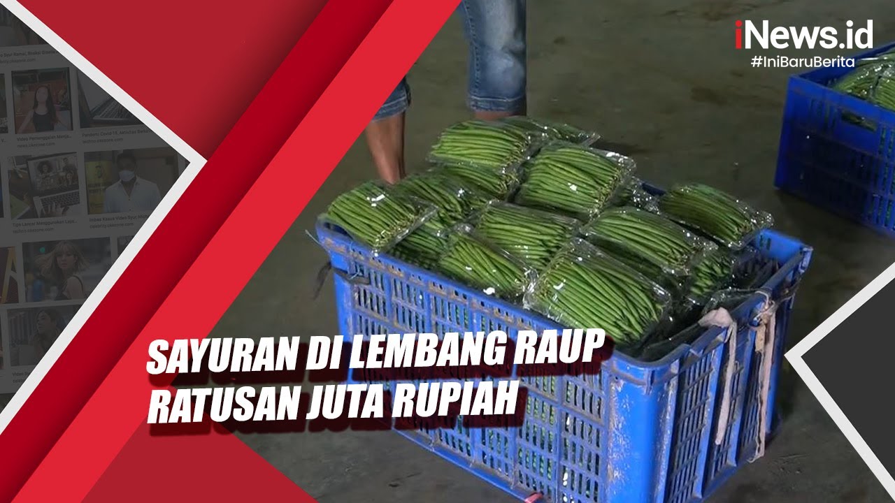 Petani Milenial di Lembang Tanam Sayuran Baby Buncis Bernilai Jual Tinggi