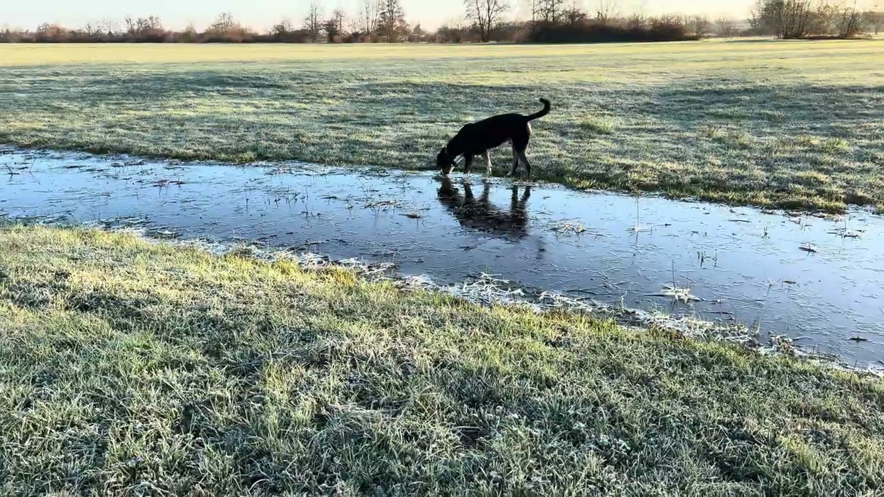 Grosser Schweizer Sennenhund/Grand Bouvier Suisse/Vamos auf der Prärie