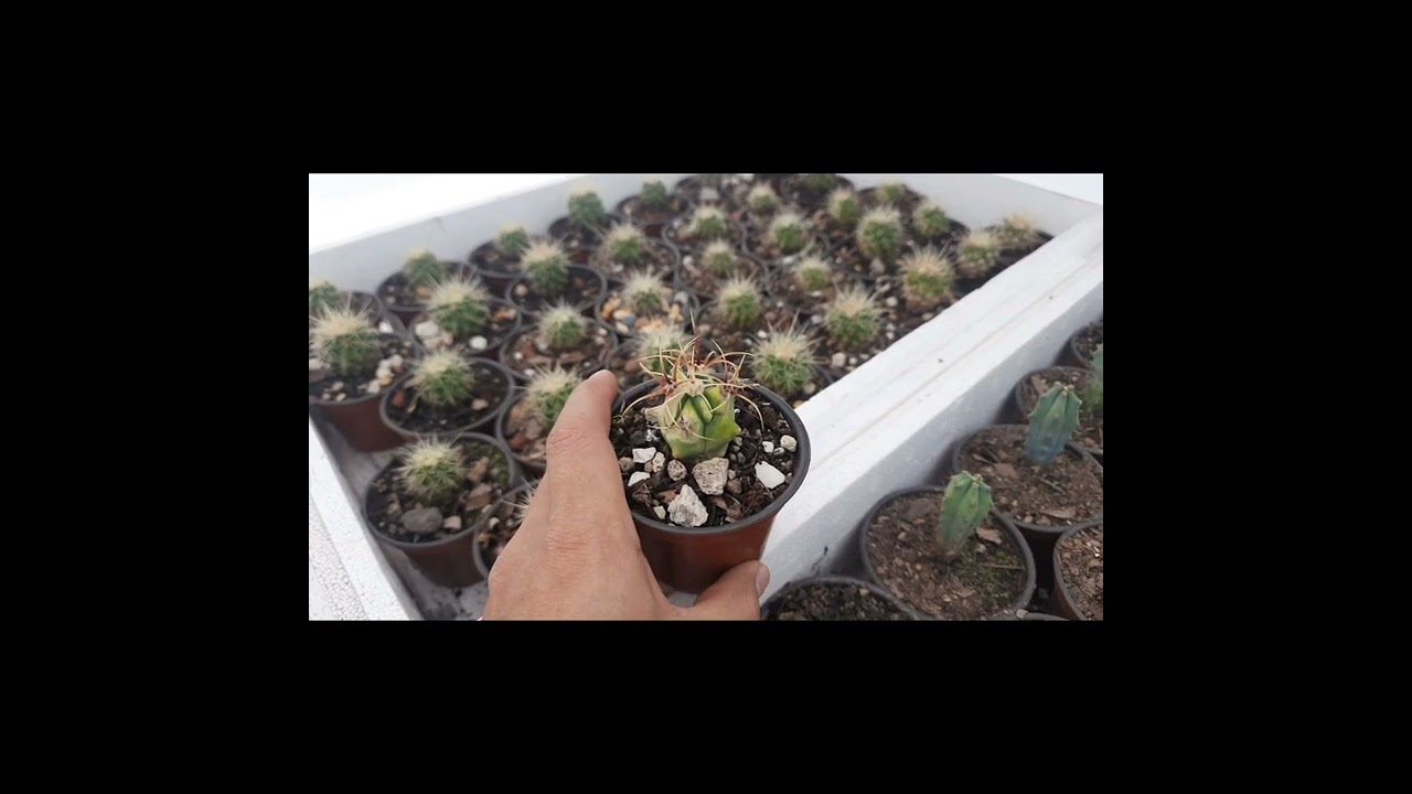cactus quemados por el sol en nuestro nuevo invernadero 😢