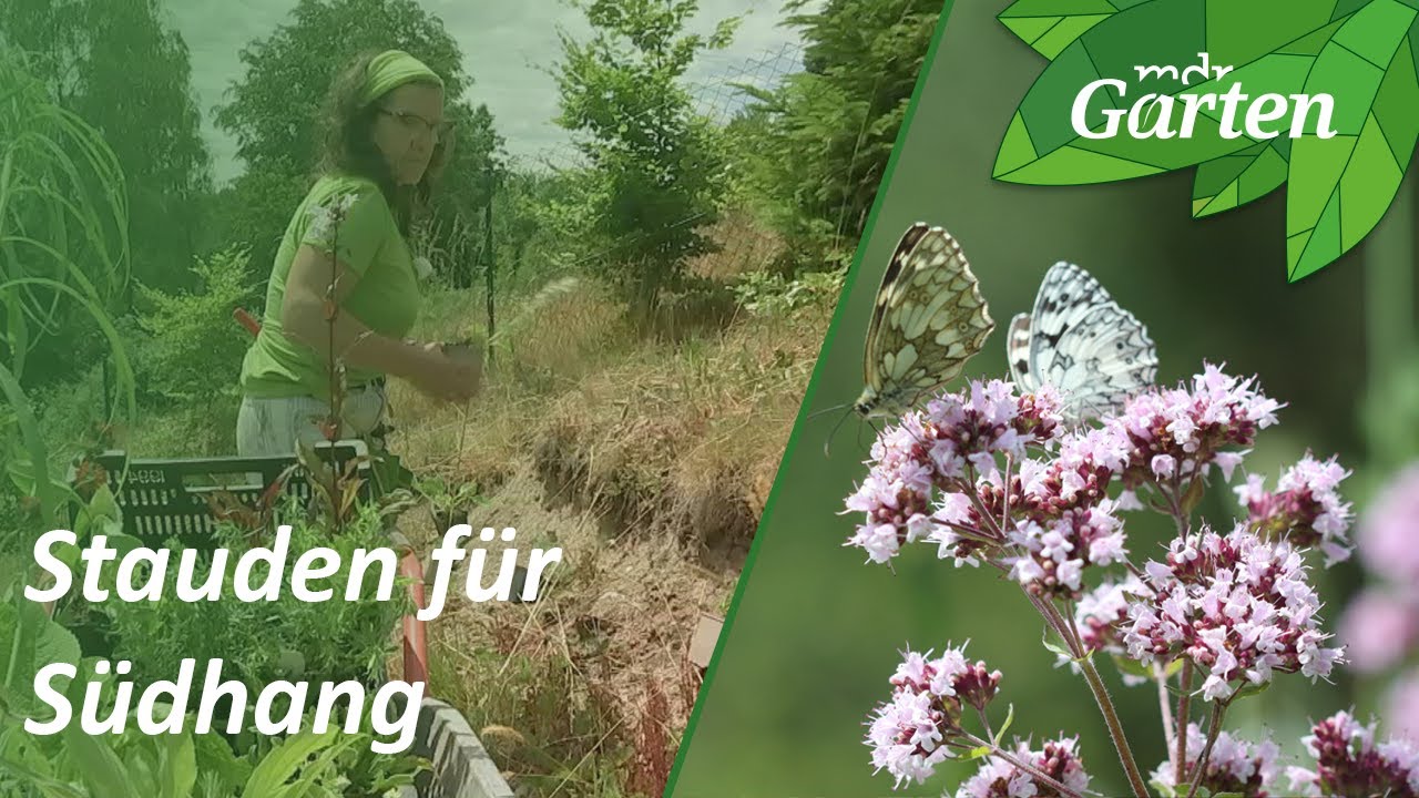 Tipps: Südhang mit blühenden Stauden bepflanzen | MDR Garten